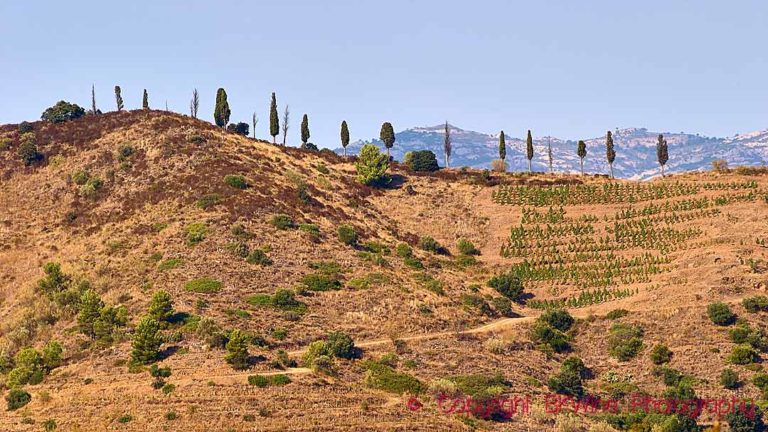 Hilly vineyard landscape in Priorat (Priorato) near Gratallops, Catalonia, Spain