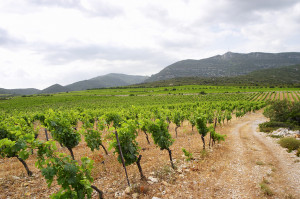Vineyard in the garrigues Vineyard in the garrigues