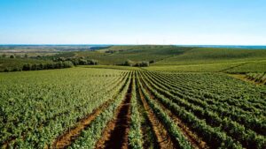 Vineyards in Ukraine